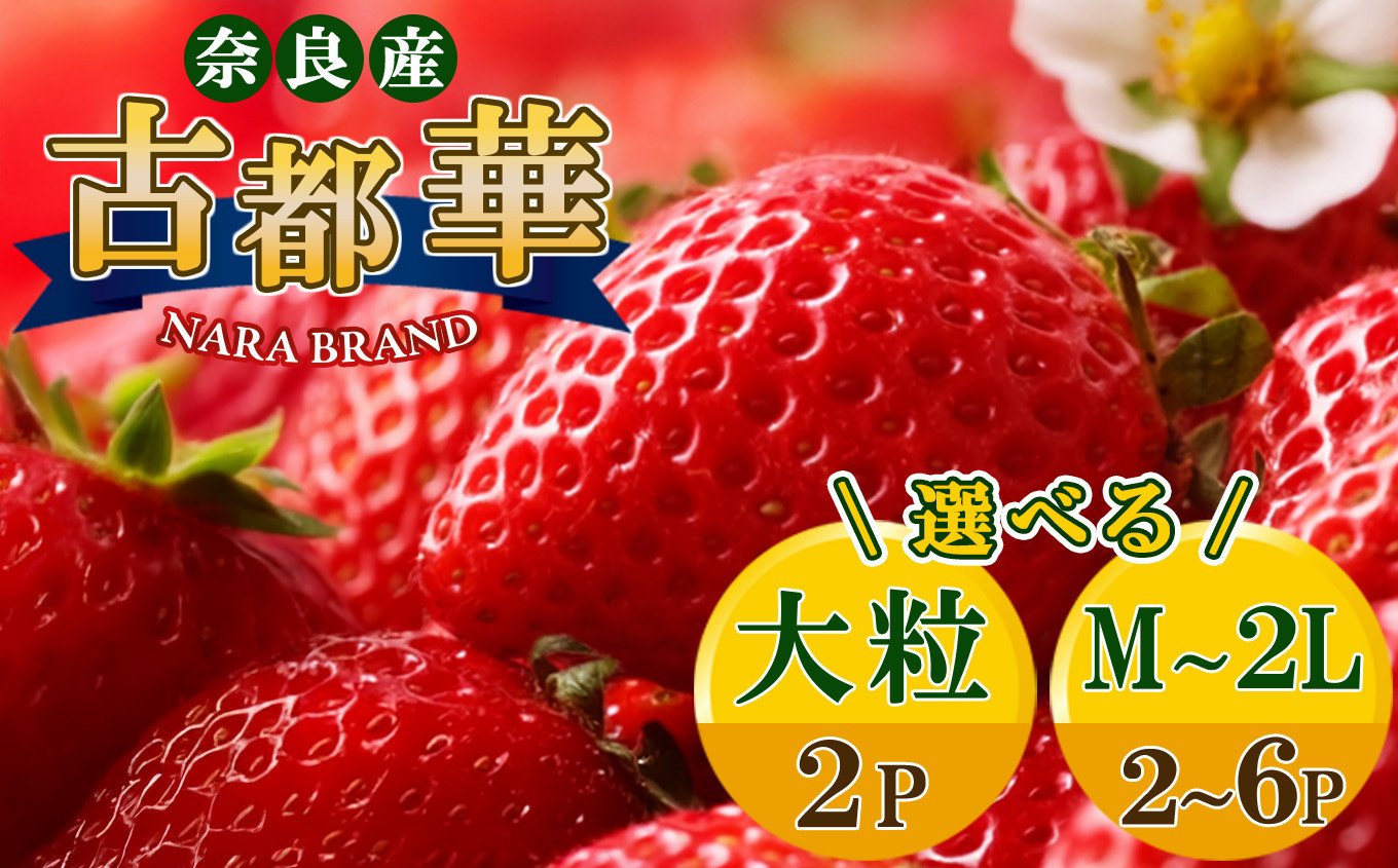 
            選べる 内容量 ！ 平群 の 古都華 いちご （ M ～ 5L サイズ） 大粒あり | 先行予約 フルーツ 果物 くだもの ブランド いちご 苺 古都華 ことか 大粒 甘い 大人気 満足 希少 希少品種 ストロベリー 美味しい 品種 特徴 糖度 2月 順次発送 旬 送料無料 濃厚 香り 果汁 味わい深い お取り寄せ 産地直送 農家直送 せいけファーム 名産地 奈良県 平群 町
          