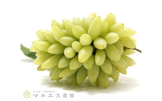 （クール配送）「マルエス農園」　ピッテロビアンコ　合計1.2kg以上【2026年発送】（MS）B15-402 【ピッテロビアンコ ぶどう 葡萄 ブドウ 令和8年発送 期間限定 山梨県産 甲州市 フルーツ 果物 クール便】