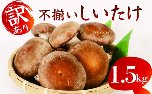 【12月～5月発送】 訳あり 不揃い 生しいたけ 1.5kg 生 しいたけ シイタケ 常温 配送 椎茸 大ぶり 食べ応え 厚い 肉厚 うまみ 栽培期間中 農薬不使用