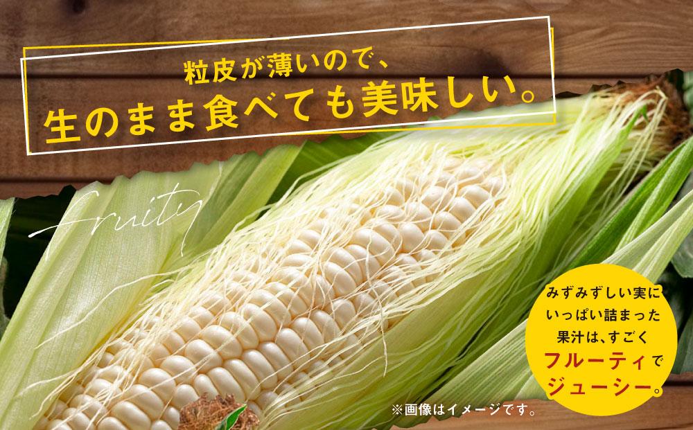 【先行予約】あさひやま動物園しろくまコーン約4kg(ホワイトレディ10本)2024年8月下旬～発送開始予定 【 とうもろこし 北海道 糖度 野菜 白いとうもろこし 白いスイートコーン 産地直送 ホワイ