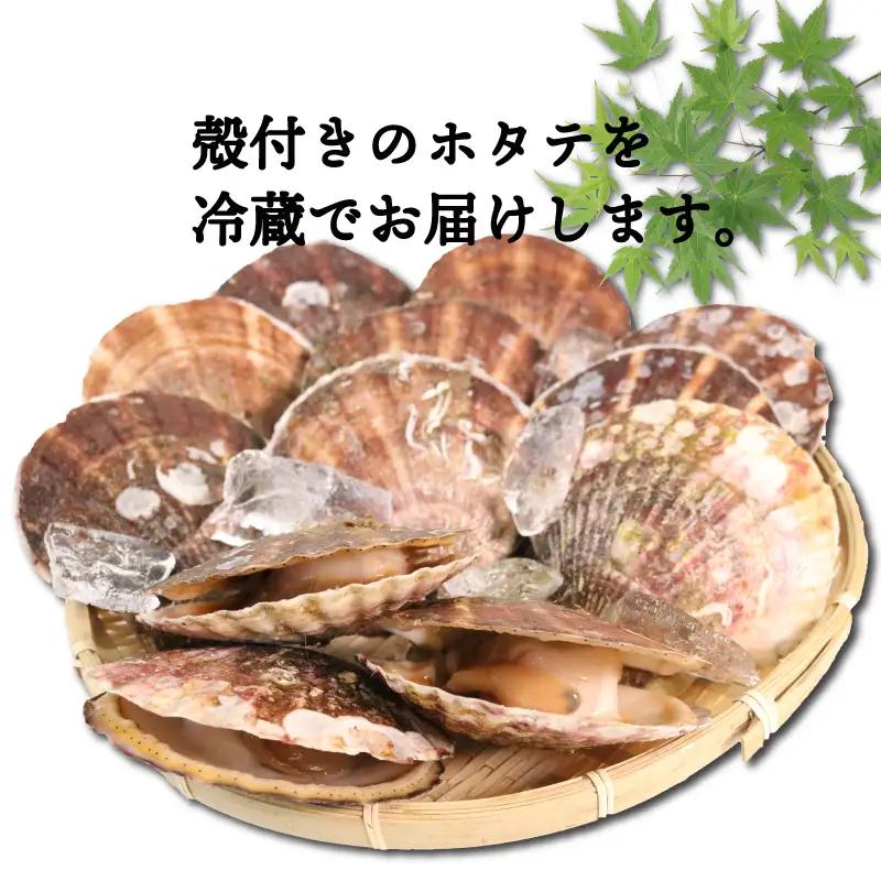 活ホタテ 10枚 (11cm~12cm)