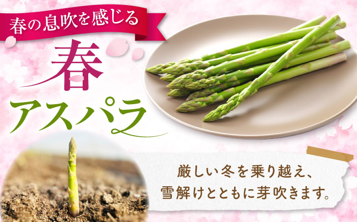 【春アスパラ】雪蔵美人 アスパラガス 計1.5kg（2L・L） | アスパラ グリーンアスパラ アスパラガス 北海道 春野菜 | JAびばい [BOCC004]