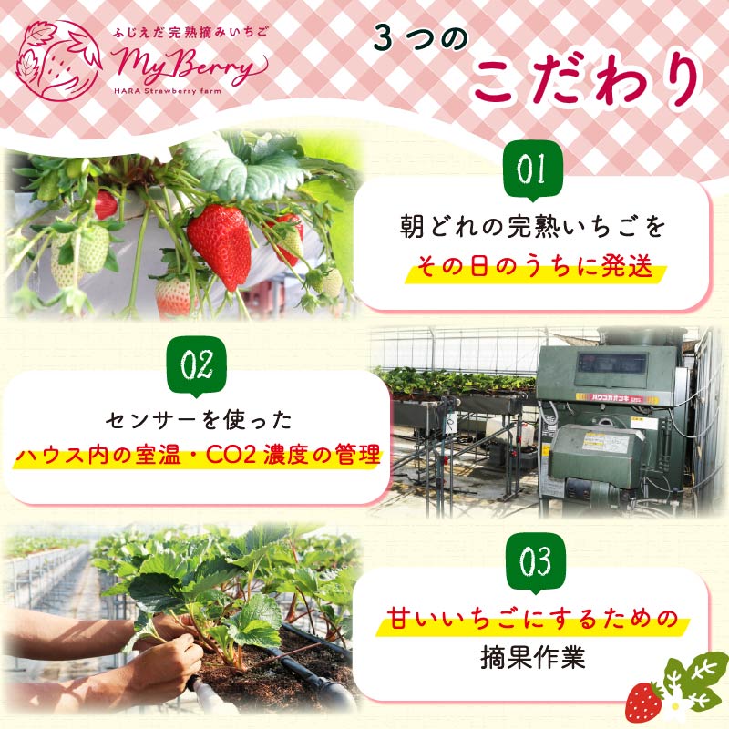 【先行予約 : 2026年1月～2026年2月発送予定 】 いちご きらぴ香 約1kg 約250g×4パック 朝どれ 完熟 苺 産地 直送 フレッシュ イチゴ 贈答 フルーツ 果物 国産 静岡県 藤枝