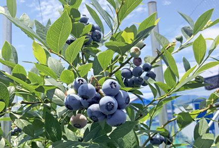 【岐阜県垂井町産】 朝摘み完熟ブルーベリー 生果 750g（125g×6パック）| ブルーベリー 生果 木の実  果実 朝摘み 完熟 甘酸っぱい ジャム デザート 産地直送