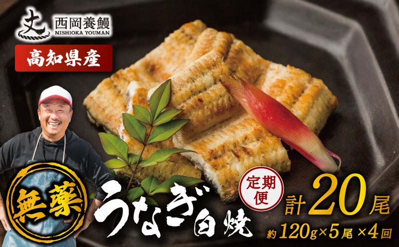 
                  完全無投薬 鰻白焼 国産 定期便 計20尾 ( 120g × 5尾 × 4回 ) うなぎ白焼 鰻 厳選 無薬 うなぎ 白焼き 白やき 国産うなぎ 国産鰻 人気 鰻白焼き 特製タレ 山椒 セット 湯煎 簡単調理 旨味 風味 香ばしい うな重 土用の丑の日 スタミナ食 ギフト 贈り物 贈答 お取り寄せ グルメ 高級 うなぎ料理 こだわり 冷凍 高知県産 ランキング おすすめ 西岡養鰻 安芸市 高知県
                
