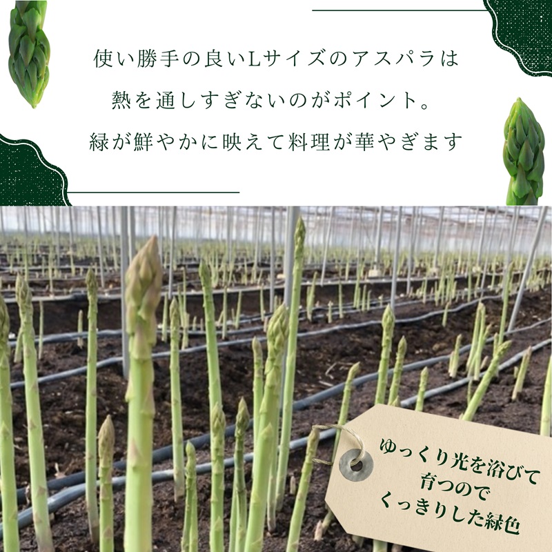 JR九州ファームの春アスパラガス　Lサイズ1kg( 野菜 新鮮 アスパラガス アスパラ 春アスパラ 甘み )【A9-025】