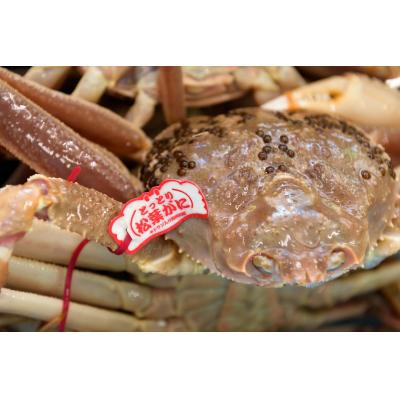 ふるさと納税 米子市 活〆ボイル松葉蟹(大) 800g以上×1杯 【タグ付き】 |  | 01