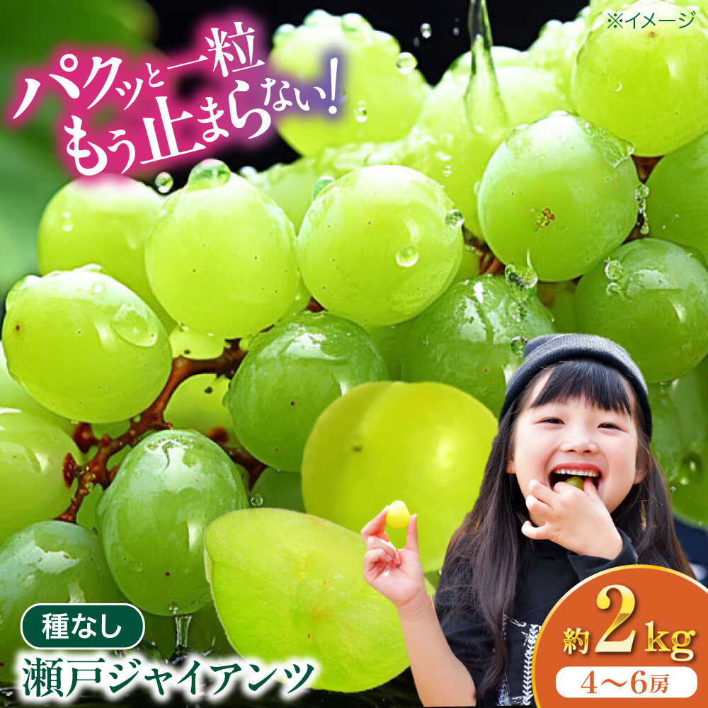 【ふるさと納税】瀬戸ジャイアンツ 【先行予約】【2026年8月下旬から順次発送】 2kg（4から6房） 国産 皮ごと食べられる 愛媛県大洲市/有限会社ふじブドウ園[AGDB003] ぶどう 葡萄 果物 くだもの フルーツ 新鮮 愛媛県産 大洲市産 おすすめ 人気 お取り寄せ 送料無料