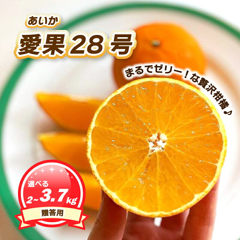 【ふるさと納税】 贈答用 愛果28号 (紅まどんな と同品種) 2kg/3.7kg 【2025年11月下旬ごろ発送予定】 | あいか ご家庭用 みかん 数量限定 みかん 愛媛県産 みかん 愛果28号 松山市 みかん 愛果28号 みかん 蜜柑 愛果28号 ミカン みかん 旬 愛果28号