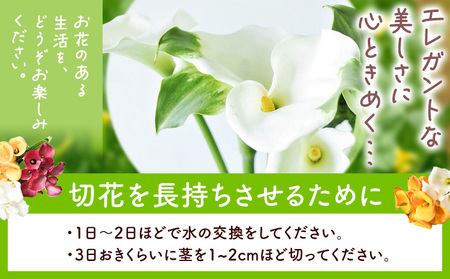 [1.5-286] カラー 切花 30本（3～4品種）四季農場《8月上旬-10月末頃出荷》北海道 当別町 花 お花 はな カラー 切り花 冷蔵便 北海道産 当別町産 インテリア