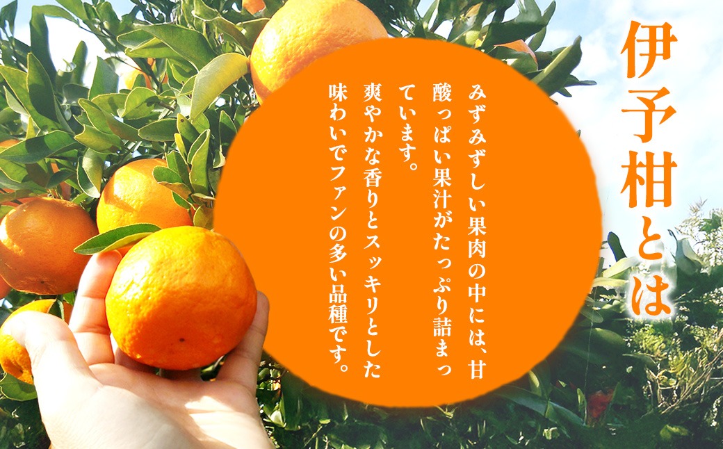 【先行予約】【訳あり】伊予柑計5kg ※離島への配送不可（2027年2月上旬頃より順次発送予定 ）IKTAC034