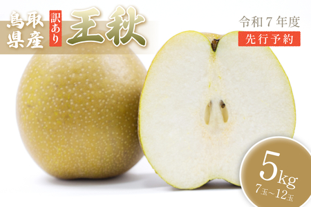 【先行予約】（訳あり）中野農園 梨 ”王秋梨” 5kg箱｜鳥取 岩美 梨 なし ナシ【41018】