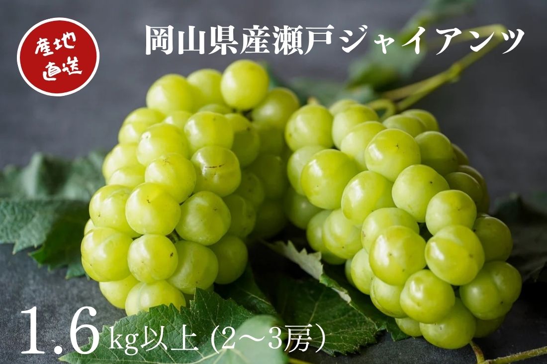 【ふるさと納税】厳選 瀬戸ジャイアンツ 2～3房 合計1.6kg以上 産地直送 朝採れ ぶどう 葡萄 Kawahara Green Farm 岡山県産 2026年 果物 フルーツ 【2026年9月上旬～10月下旬 発送予定】