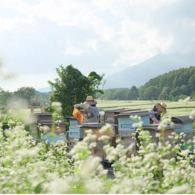 ふるさと納税 滝沢市 非加熱はちみつ　そば60g×1本　春の百花(さくら)300g×1本 |  | 03