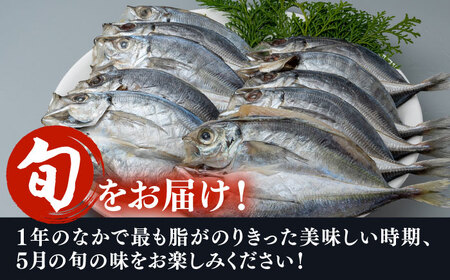 【全2回定期便】対馬 五月 真あじ 一汐干し 10枚 新鮮 アジ 干物 海産物 朝食 冷凍 [WAI106]