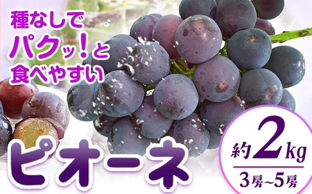 【先行予約】紀州和歌山産 ピオーネ 約2kg 3房-5房 魚鶴商店 《8月下旬-9月上旬頃出荷》 和歌山県 日高川町 フルーツ ぶどう 巨峰 2kg 和歌山県産 送料無料
