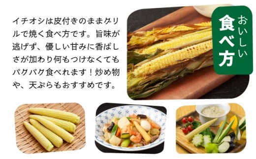 【先行予約2025年12月-2026年4月】 1番遅くて1番早い⁉ 朝採れプレミアムヤングコーンを皮付きのまま30本お届け！！