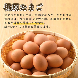 B-626 梶原たまご60ヶ入り