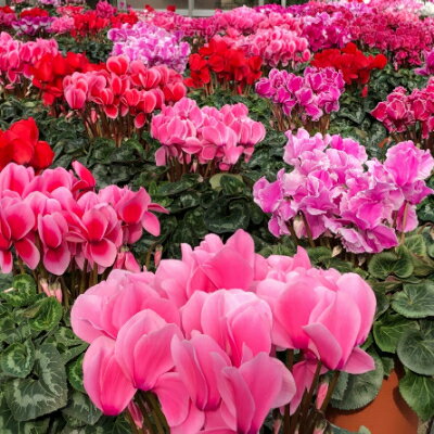 【ふるさと納税】産地直送!みずほ育ちのシクラメン　5号鉢2個セット【配送不可地域：北海道】【1260145】