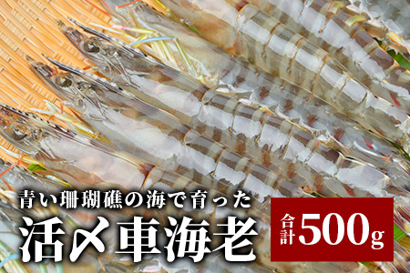 車えび500g【冷凍】25尾 ～ 33尾 沖縄県 石垣島 石垣市 クルマエビ くるまえび Sサイズ【嬉しい真空パック】BE-5