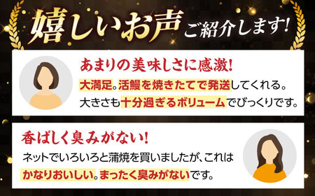 国産活うなぎ2尾（蒲焼）[AQDF007]鰻鰻鰻鰻鰻鰻鰻うなぎうなぎうなぎうなぎうなぎうなぎ