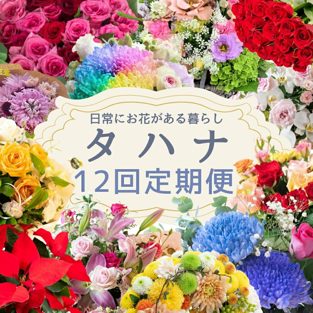 【ふるさと納税】 日常にお花がある暮らし タハナ 12回 定期便 フラワーアレンジメント 花 お花 花束 ブーケ 季節 ギフト お祝い 誕生日 記念日 ギフト プレゼント インテリア お洒落 マム カラーマム 愛知県 田原市 バラ ばら 薔薇 花束 花 愛知県 田原市 フラワー 観葉植物