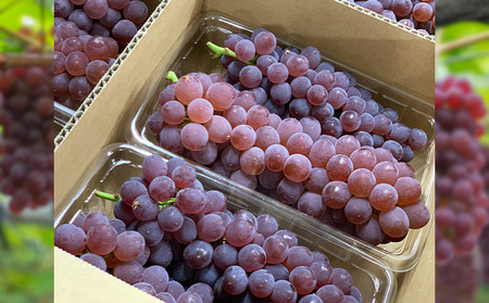 デラウエア 秀品 約1.5kg(5～10房)【令和6年産先行予約】FS23-881