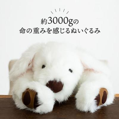 ふるさと納税 糸島市 パトランの白(通称:シロラン)糸島市/科学工房未來[AYI003] |  | 01