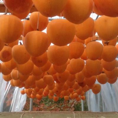 ふるさと納税 山梨市 山梨市産高級干し柿・枯露柿約1kg(12〜16個入)生産者直送! |  | 02