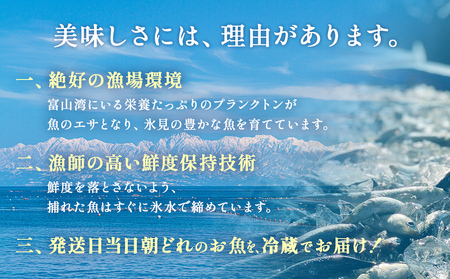 【配送地域限定】産地直送 氷見漁港 朝どれ鮮魚お刺身セット（4-6人前） 平日お届け 