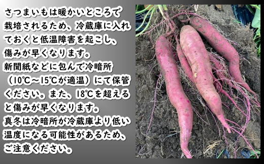 8-005-002　さつまいも（紅はるか）2kg【マルゼン佐藤果樹園