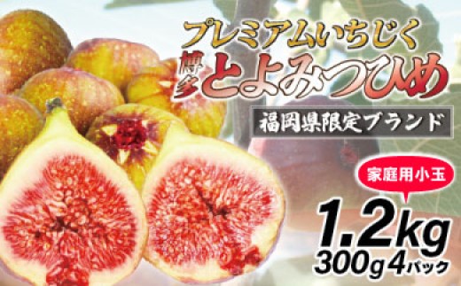 
                  【令和8年度産】【先行予約】福岡県産 とよみつひめ(家庭用小玉) 1.2kg(300g×4パック) [M1016] 福岡県ブランドいちじく福岡県限定 果肉 上品 甘い なめらか食感 糖度17度 フルーツ 果物
                