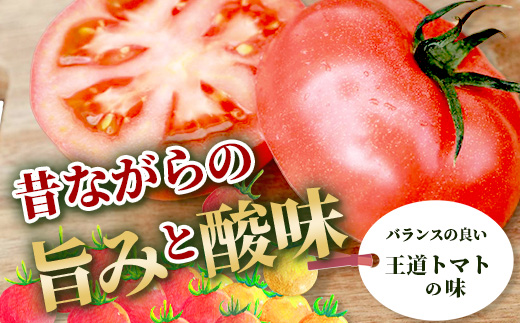 【先行予約】 たにぐちファーム とりこになるトマト【3.5kg以上×3回定期便】【2025年12月から出荷】 Ricotomato トマト C-84