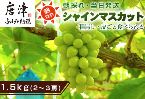 『先行予約』【令和7年9月中旬より順次発送】シャインマスカット1.5kg 2～3房 葡萄 ぶどう 果物 フルーツ スイーツ
