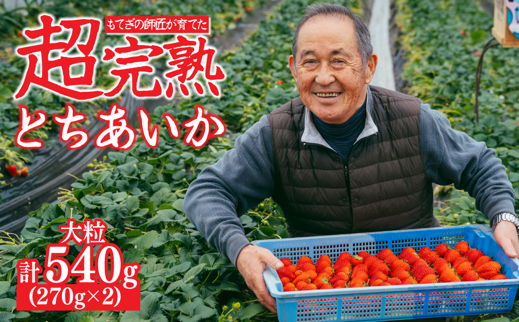 【先行受付：1月中旬以降発送】いちご「茂木完熟いちご」師匠が育てた朝採れとちあいか 大粒 約270g × 2パック 合計約540g | いちご イチゴ 苺 とちあいか とちあいか 甘い あまい  完熟 果物 フルーツ 関いちご園 栃木県 茂木町