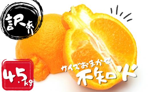 みかん 不知火 【ランキング急上昇！】 訳あり品 M-4L サイズおまかせ 石本農園の 不知火 4.5kg【2026年2月上旬から3月上旬までに順次発送】 / くだもの フルーツ 果物 柑橘 わけあり 訳あり 家庭用 ご家庭用 不知火 みかん ミカン 蜜柑 デコポン 人気 甘い ジューシー【mis012A】