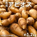 【ふるさと納税】【錦町 産】インディアンのスタミナ源！桑原農園の熟成アピオス約1.2kg【配送不可：離島】　野菜 根菜 熟成アピオス アピオス