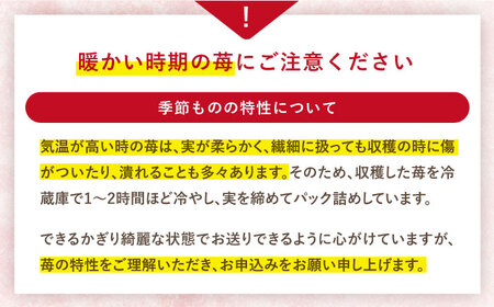 【風味豊かな香り】西海市産いちご「かおりの」2kg（250g×8パック）＜武藤農園＞[CFV002]
