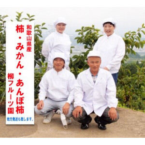 柳フルーツ園の訳ありたねなし柿 約2kg【2025年秋冬配送】_果物・フルーツ 柿（カキ）  かき_【1430462】