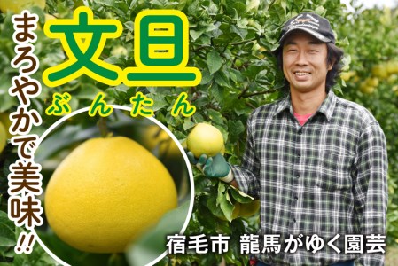 【大人気フルーツ】 土佐文旦 10kg家庭用 訳あり フルーツ