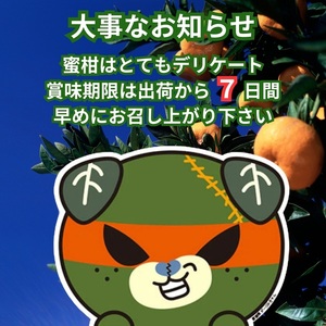 訳あり 伊予のみかん 約2kg サイズミックス ランダム 【2025年11月下旬から順次発送予定】 みかん 愛媛県産 数量限定 先行予約 柑橘 伊予市|A121
