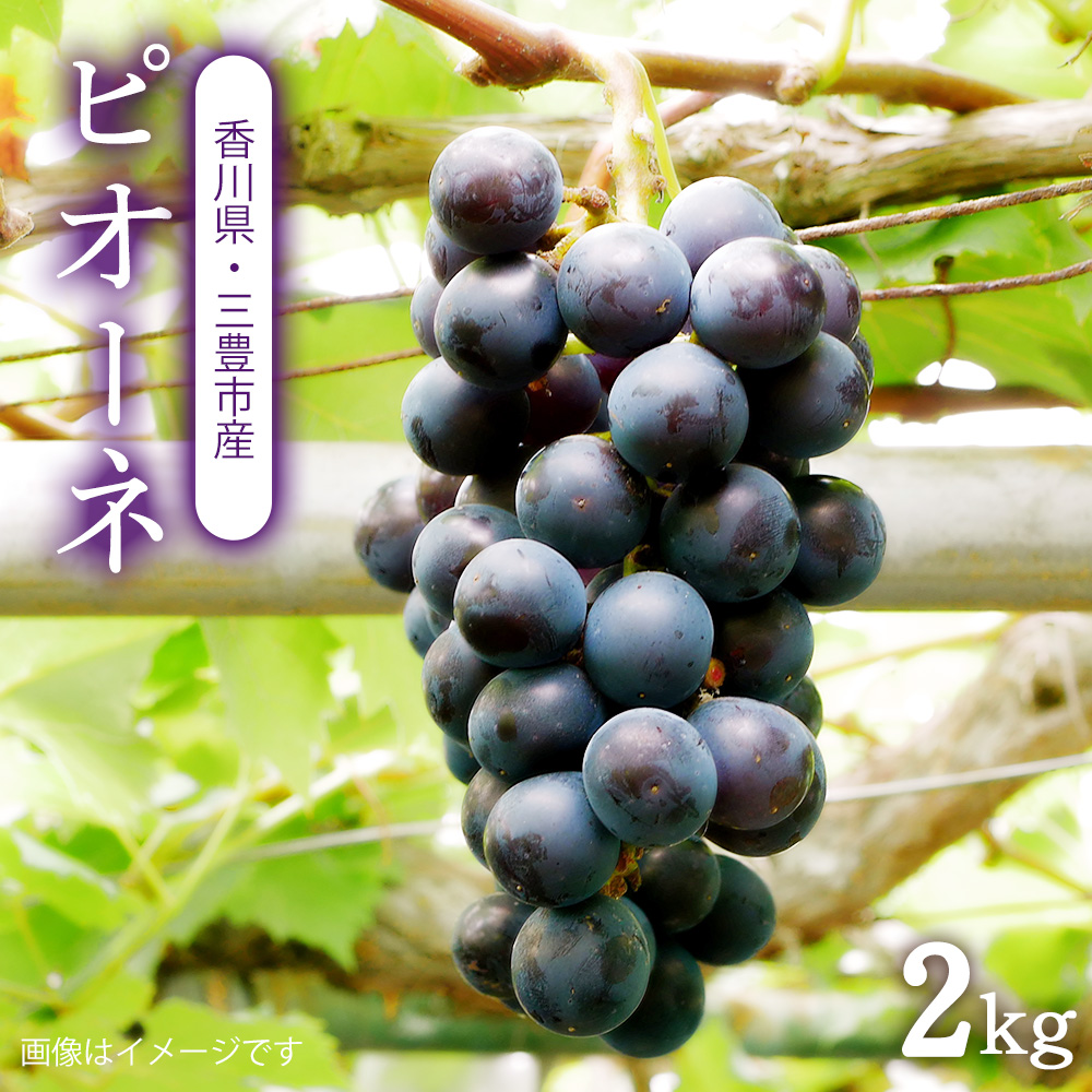 M64-0083_【ふるさと納税】【配送不可地域:北海道・沖縄県・離島】ピオーネ 三豊市産 2kg