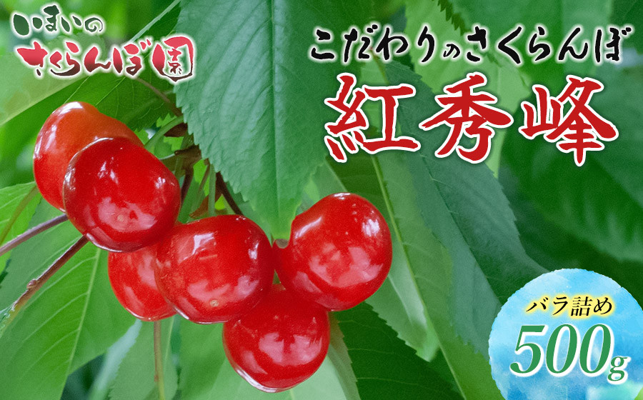 
            【令和8年産先行予約】　こだわりのさくらんぼ　「紅秀峰」　（2L以上）バラ詰め 500g いまいのさくらんぼ園 K-835
          