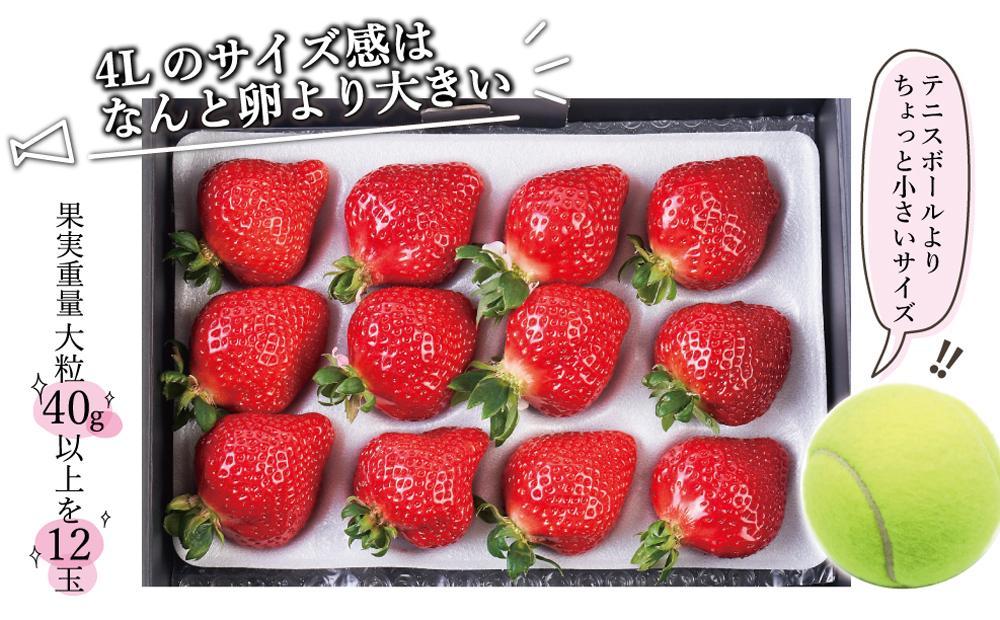 【2025年1月～4月納品分予約販売】まるで宝石！希少な大粒サイズ！「完熟あまおう」4Lサイズ450g入り