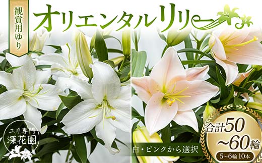 
ユリ専門＜深花園＞観賞用ゆり オリエンタルリリー 5~6輪 10本 F23R-527
