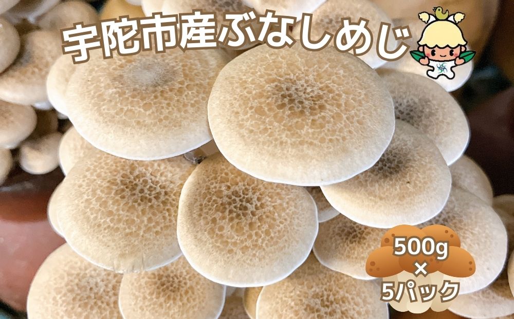 宇陀市産 ぶなしめじ 500g × 5パック/ キノコ倶楽部 しめじ キノコ きのこ 菌床 鍋料理 鍋 送料無料 農家直送 ふるさと納税 詰め合わせ 奈良県 宇陀市