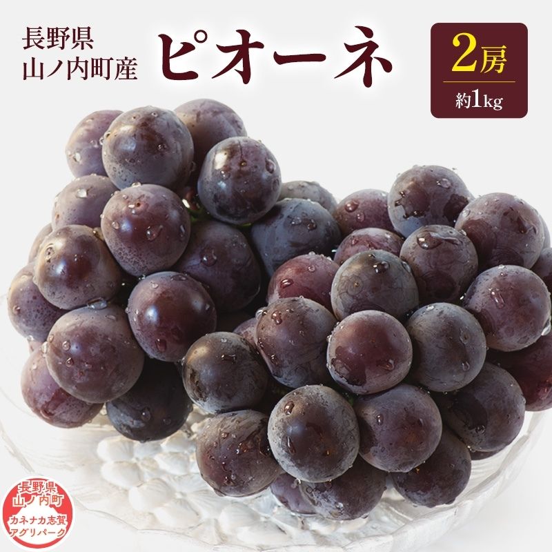 【ふるさと納税】先行予約 ピオーネ 2房 約1kg 長野県産 ぶどう フルーツ 果物 産地直送 長野県山ノ内町　お届け：2026年10月上旬～10月下旬