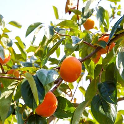 ふるさと納税 朝倉市 富有柿(11〜12玉入り) |  | 02