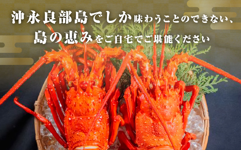 沖永良部島直送！素潜り漁師オススメのボイル済み冷凍伊勢海老 約500g（1～2匹）！　W030-017