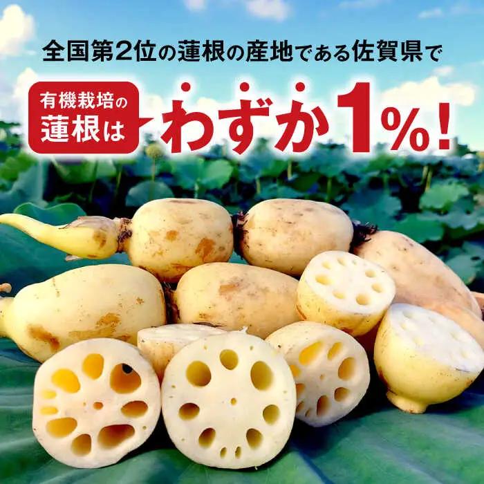 【2026年度発送分 先行予約】有機（オーガニック）泥付き蓮根3kg / 佐賀県 / 吉田農園 [41AHAE003]
